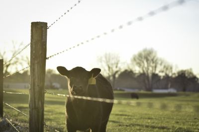Livestock Fencing Service